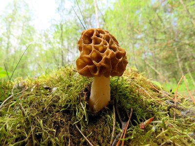 Зморшок звичайний, їстівний Зморшок звичайний, їстівний