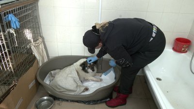 Понад 100 собак живуть у Центр стерилізації тварин у Рівному