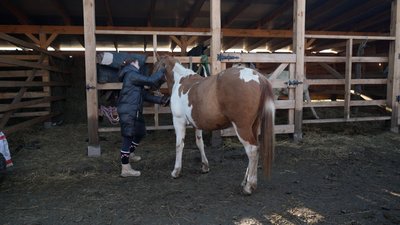На Вінниччині створили прихисток для коней, евакуйованих із прифронтових територій На Вінниччині створили прихисток для коней, евакуйованих із прифронтових територій
