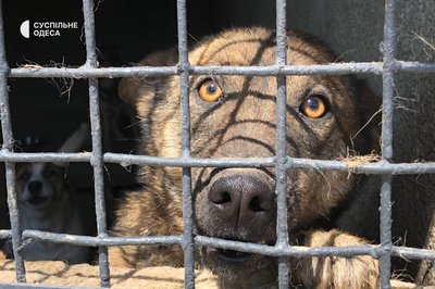 В Одесі провели день відкритих дверей у притулку: шукають нові родини для котів і собак В Одесі провели день відкритих дверей у притулку: шукають нові родини для котів і собак