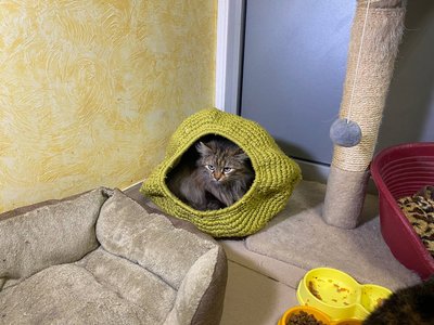 У Черкасах шукають родини для евакуйованих з фронту котів