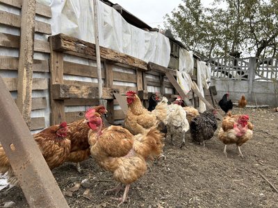 В Україні зросли ціни на курячі яйця. Яка вартість та з чим повʼязане здорожчання В Україні зросли ціни на курячі яйця. Яка вартість та з чим повʼязане здорожчання