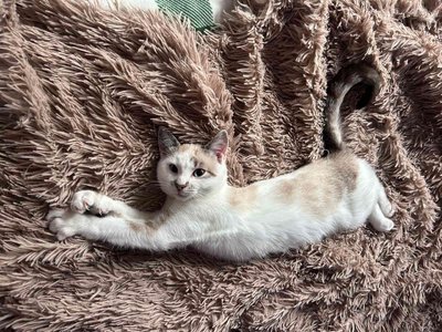 "Сильно до нього прив’язалися": на Львівщині котик, якого розмалювали діти, знайшов нову сім’ю "Сильно до нього прив’язалися": на Львівщині котик, якого розмалювали діти, знайшов нову сім’ю