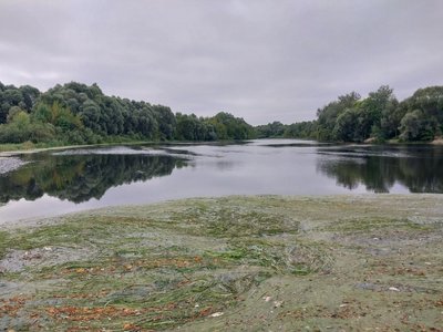 "Тут дихати нічим було": чому помирає риба у річці Сейм "Тут дихати нічим було": чому помирає риба у річці Сейм