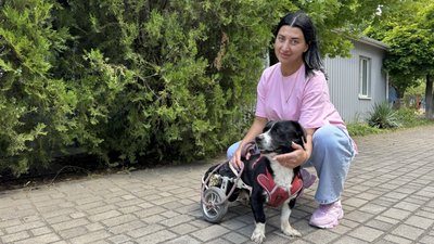 "Щоб жив у повноцінній родині": собак прилаштовували на Миколаївщині "Щоб жив у повноцінній родині": собак прилаштовували на Миколаївщині