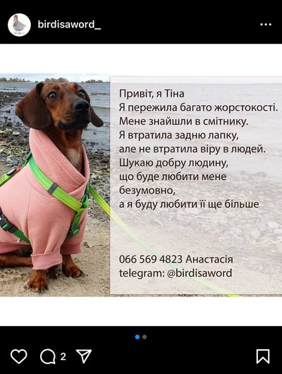 Він лупцює, а вона – любить: історії травмованих людьми тварин з Черкащини Він лупцює, а вона – любить: історії травмованих людьми тварин з Черкащини