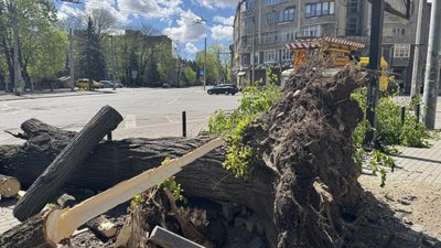 Шквальний вітер, негода, дерево, буревій, Івано-Франківськ, вулиця Лепкого, вулиця Мулика Шквальний вітер, негода, дерево, буревій, Івано-Франківськ, вулиця Лепкого, вулиця Мулика