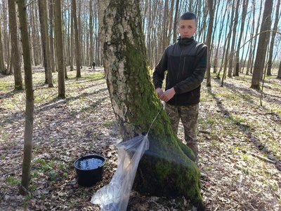 На Волині триває сезон заготівлі березового соку На Волині триває сезон заготівлі березового соку