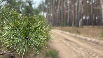 Сосни Мереф'янському лісництві Сосни Мереф'янському лісництві