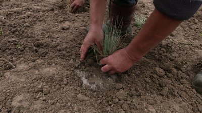 Насадження клумб у Рівному Насадження клумб у Рівному