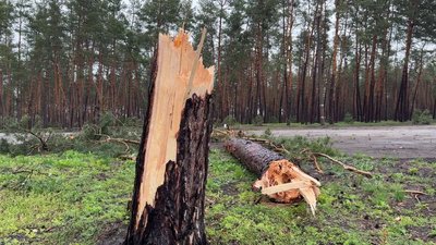 Буревій у Кропивницькому: дерева падають на дороги, тротуари та будинки Буревій у Кропивницькому: дерева падають на дороги, тротуари та будинки