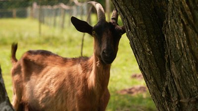 Коза, біодинамічна ферма, Коломийщина Коза, біодинамічна ферма, Коломийщина