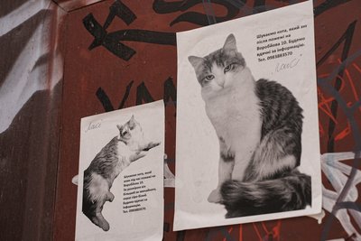 оголошення про розшук тварини