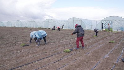 Переселенець із Каховки розвиває тепличний бізнес на Вінниччині Переселенець із Каховки розвиває тепличний бізнес на Вінниччині