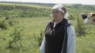 Депутати пасуть корів: як на Вінниччині зберігають давню традицію череди Депутати пасуть корів: як на Вінниччині зберігають давню традицію череди