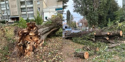 У Луцьку через сильний вітер дерева впали на припарковані автомобілі У Луцьку через сильний вітер дерева впали на припарковані автомобілі