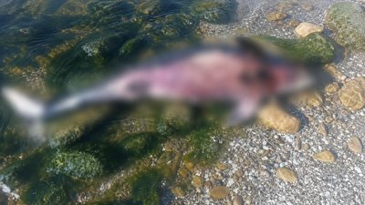 На узбережжі Чорного моря знайшли ще сім загиблих китоподібних На узбережжі Чорного моря знайшли ще сім загиблих китоподібних