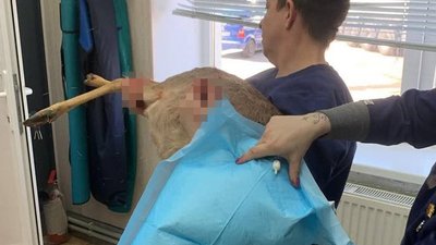 На Вінниччині ветеран намагався врятувати оленя після ДТП На Вінниччині ветеран намагався врятувати оленя після ДТП