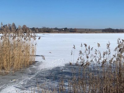 У громаді на Рівненщині рятували примерзлого до криги лебедя У громаді на Рівненщині рятували примерзлого до криги лебедя
