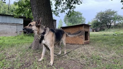 вовчанськ переселенці харківщина вовчанськ переселенці харківщина