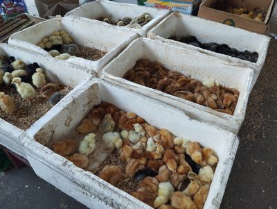 На ринку упав попит на домашню птицю На ринку упав попит на домашню птицю
