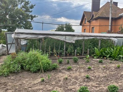 Невибагливі "Гноми" та плодовиті "Дюшеси": як лучанин вирощує помідори Невибагливі "Гноми" та плодовиті "Дюшеси": як лучанин вирощує помідори