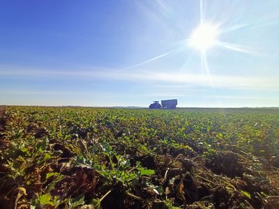Збір цукрових буряків на Волині Збір цукрових буряків на Волині
