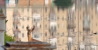 самець косулі, сарна європейська