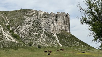 Корови село Білокузьминівка Костянтинівська громада Донецька область 28 травня 2025 рік