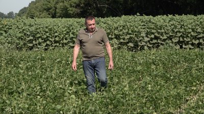 "Не можна спрогнозувати врожайність": які нішеві культури обирають черкаські фермери "Не можна спрогнозувати врожайність": які нішеві культури обирають черкаські фермери