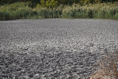 На місці ставка — калюжа: на Дніпропетровщині масово пересихають водойми. Що каже еколог На місці ставка — калюжа: на Дніпропетровщині масово пересихають водойми. Що каже еколог