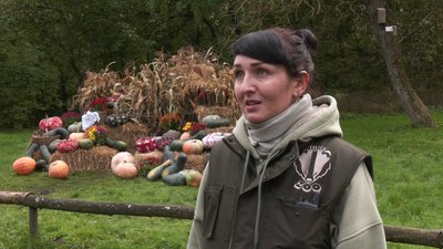 Частування тварин, смаколики та майстер-класи: як пройшов Гарбузовий фестиваль у Рівному Частування тварин, смаколики та майстер-класи: як пройшов Гарбузовий фестиваль у Рівному