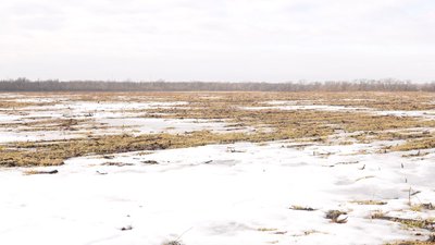 Морози й крига на полях Кіровоградщини: як вплинули на озимі та чи можна врятувати посіви Морози й крига на полях Кіровоградщини: як вплинули на озимі та чи можна врятувати посіви