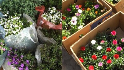 За словами фахівців, краще обирати живі рослини для кладовищ, квітень 2026 року, Хмельницький За словами фахівців, краще обирати живі рослини для кладовищ, квітень 2026 року, Хмельницький