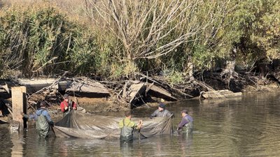 Підприємства, які вирощують прісноводну рибу, можуть отримати компенсацію від держави: які умови й терміни виплат Підприємства, які вирощують прісноводну рибу, можуть отримати компенсацію від держави: які умови й терміни виплат