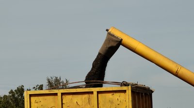 Збір соняшник на Миколаївщині Збір соняшник на Миколаївщині