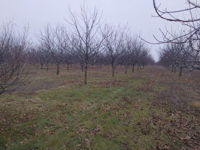 За ніч спиляли 182 горіхи. Фермер з Кіровоградщини пропонує винагороду за зрубані дерева За ніч спиляли 182 горіхи. Фермер з Кіровоградщини пропонує винагороду за зрубані дерева
