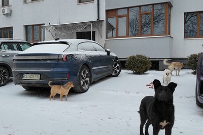 Безпритульні собаки у Новоселиці