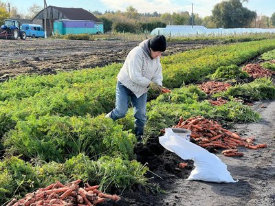 «Не змогли вийти в плюс»: як завершують сезон овочівники Черкащини «Не змогли вийти в плюс»: як завершують сезон овочівники Черкащини