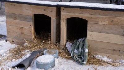 Морози до -20°C: хто і як допомагає безпритульним тваринам у Вінниці