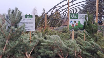 Лісівники Кіровоградщини виростили майже 60 тисяч ялин і сосен до різдвяно-новорічних свят Лісівники Кіровоградщини виростили майже 60 тисяч ялин і сосен до різдвяно-новорічних свят