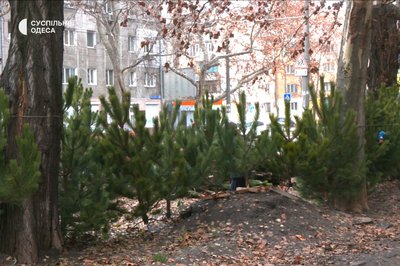 "Ялинка зробить святковий настрій": яка її вартість в Одесі "Ялинка зробить святковий настрій": яка її вартість в Одесі