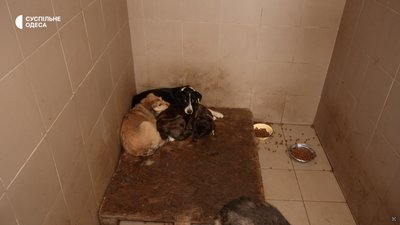 Відловлюють, стерилізують та чипують: в яких умовах в Одесі утримують безпритульних собак Відловлюють, стерилізують та чипують: в яких умовах в Одесі утримують безпритульних собак