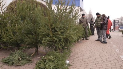 У Вінниці стартував продаж ялинок: де купити та які ціни