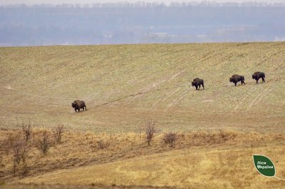 Зубри з Вінниччини переїдуть до Київщини: як це вплине на популяцію тварин Зубри з Вінниччини переїдуть до Київщини: як це вплине на популяцію тварин