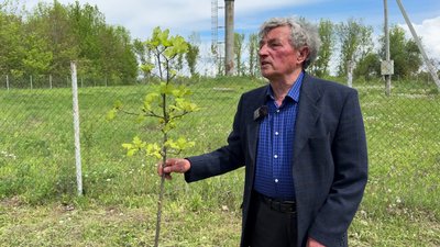 Дуб Мазепи із села Мезин Чернігівської області Дуб Мазепи із села Мезин Чернігівської області