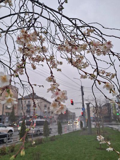 Чому в Луцьку розцвіли сакури в листопаді Чому в Луцьку розцвіли сакури в листопаді