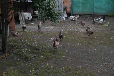 Як живе майже спорожніле село Ясенок на Сумщині під обстрілами Як живе майже спорожніле село Ясенок на Сумщині під обстрілами