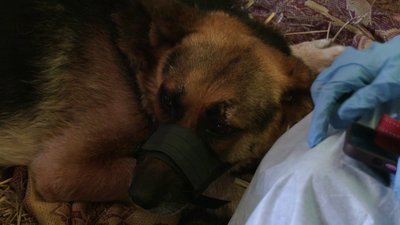 Арчі після ДТП, Джейсон без господаря та ще майже сто собак: як працює Центр стерилізації тварин у Рівному Арчі після ДТП, Джейсон без господаря та ще майже сто собак: як працює Центр стерилізації тварин у Рівному