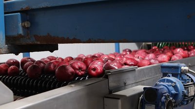 Продають яблука до країн Азії: чому в Недобоївській громаді на Буковині найкращі умов для розвитку садівництва Продають яблука до країн Азії: чому в Недобоївській громаді на Буковині найкращі умов для розвитку садівництва
